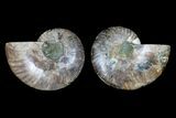Agate Replaced Ammonite Fossil - Madagascar #166763-1
